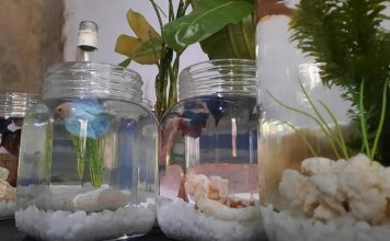 Perhatikan tanda ikan cupang sehat dan bahagia