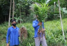 PLN Peduli, dampingi kelompok tani Dusun Tato kembangkan budidaya Jahe Merah