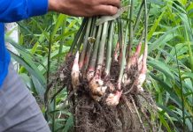 Kompaknya warga Dusun Tato, dari budidaya Jahe Merah hingga produk Serbat